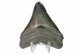 Serrated, Fossil Megalodon Tooth - Nice Enamel Color #149382-2
